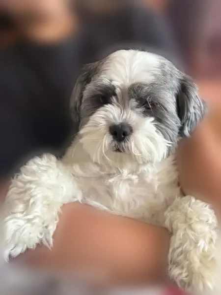 Lost dog, Bilicki Street, 3336, North Las Vegas - female, chipped - photo