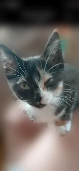 Lost cat, South Crawford Street, 539, Martinsville - female tricolor, never been outside - photo