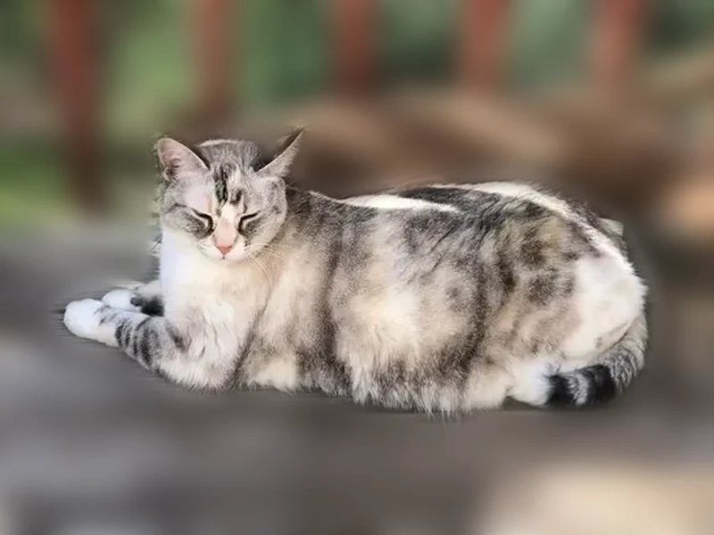 Lost cat, Marion Lane, 238, Helen — female, 13yo, 2 stripes on tail - photo