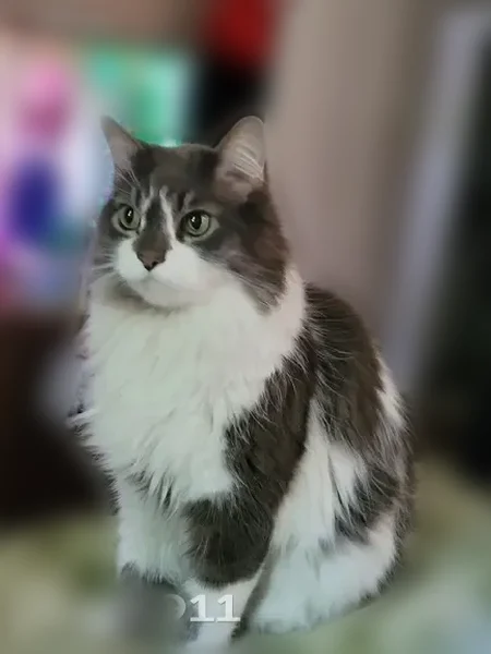 Lost cat, Farnsworth Avenue, 31, Maple Shade Township, Cherry Hill Mall - male, long-haired, white with grey spots - photo