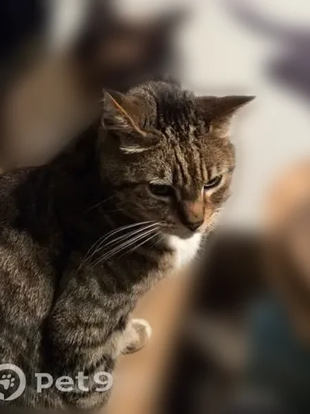 Lost cat, Gregg Lane, Pinecrest - male, green-eyed tabby with white chest and feet - photo