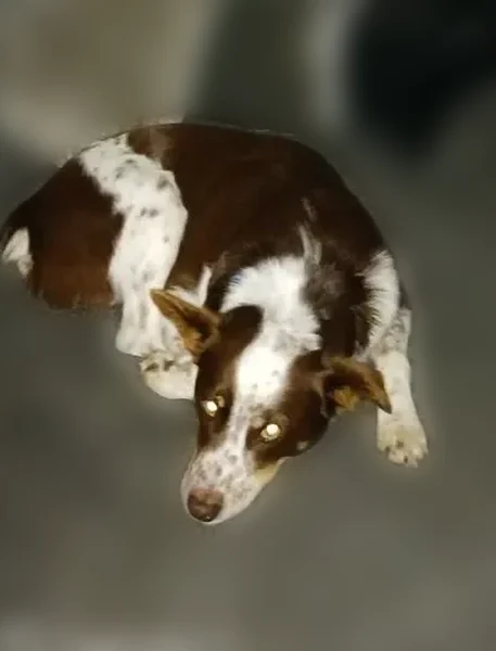 Lost dog, Guthrie Road, Paris - very friendly - photo