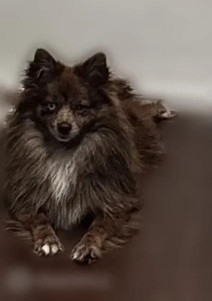 Lost dog, Butterfield Drive, 1402, Mesquite, Mesquite - female puppy with one blue eye and one brown eye - photo