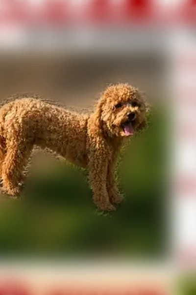 Lost dog, Whirlwind Drive, Virginia, Winchester - male, scared, no collar - photo