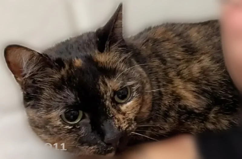 Lost cat, Charlotte Hall, Maryland - female tortie, microchipped - photo