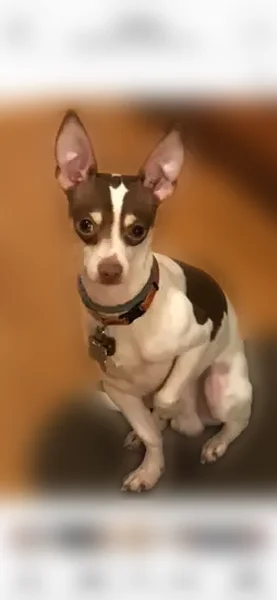Lost dog, Pintail Drive, 2011, Mebane - male - photo