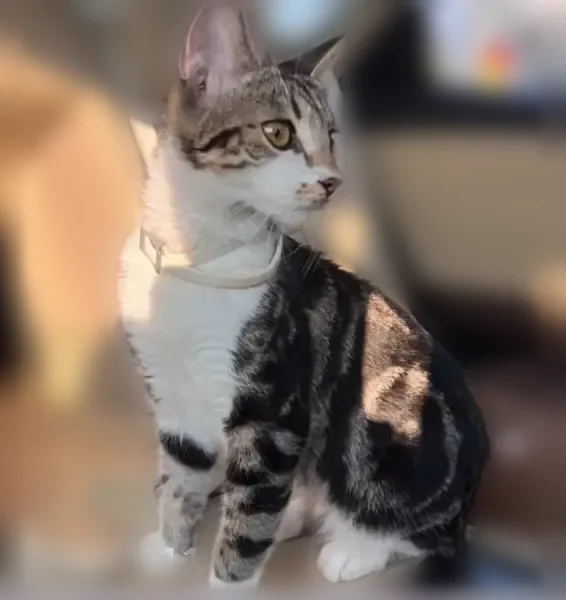 Missing cat Female, New York (usl537280) - photo