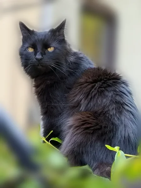Lost cat, Decatur Street, 527, New York - male, 15 years old - photo