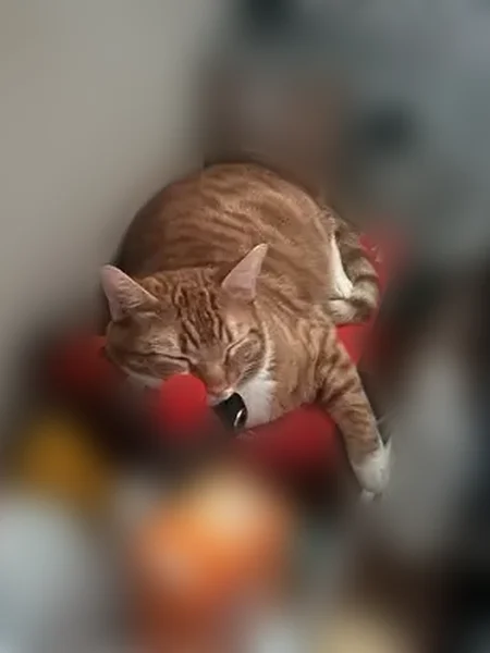 Lost cat, Gorsuch Avenue, 716, Baltimore - male orange tabby with white paws - photo