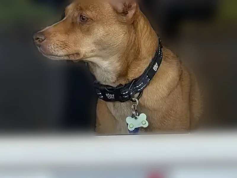 Lost dog, Pent Road, Beacon Falls, Naugatuck - female, amber eyes - photo