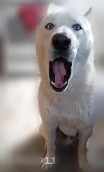 Lost dog, South Whipple Street, 6551, Chicago - male husky with blue eyes - photo