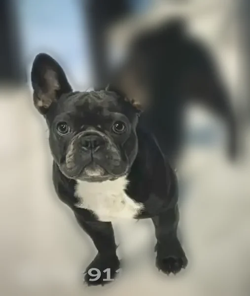 Lost dog, female, Mossy Creek Drive, 3024, Scotland - photo