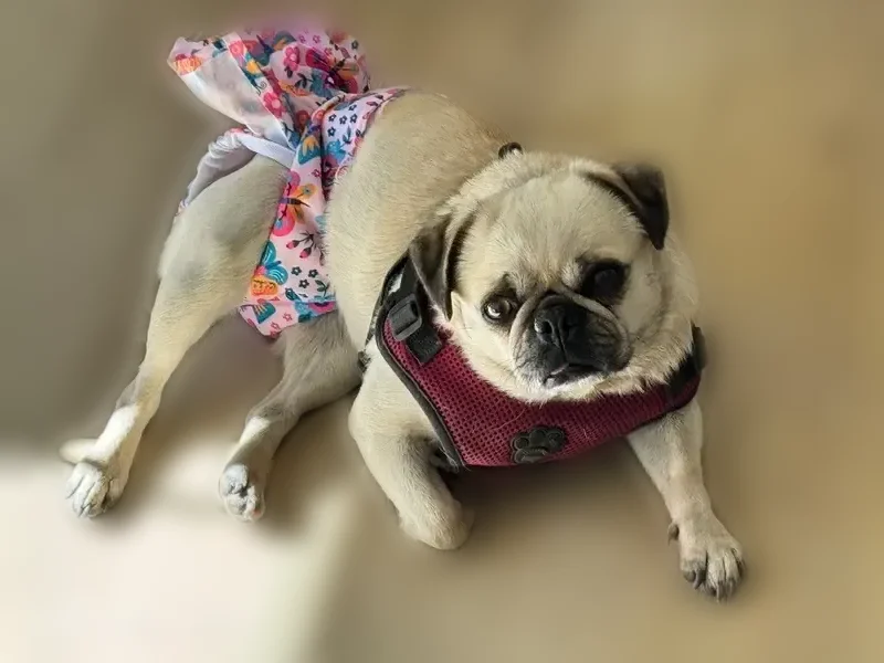 Lost dog, female, Green Canyon Spur, Big Bear City - tan, about 15 lbs - photo