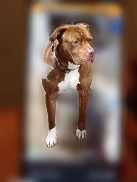 Lost dog, South Main Street, 763, Kannapolis - male, white on all feet and chest - photo