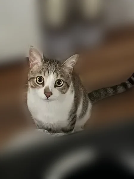 Lost cat, Penn Avenue South, 7362, Richfield - male, light brown and dark brown with a white belly - photo