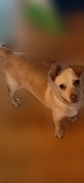 Lost dog, Twin Oaks Drive, 9283, Dexter - cream/tan, neutered - photo
