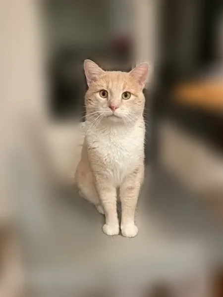Lost cat, East Lake Harriet Parkway, 4321, Minneapolis - male, orange and white tabby, shy of people - photo