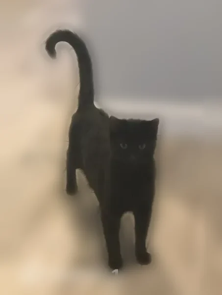 Lost cat, 95th Avenue West, 5009, Tacoma - adult female, all black - photo