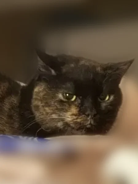 Lost cat, Southport Crossings Way, 4345, Indianapolis - female, black short hair tortie, toothless - photo
