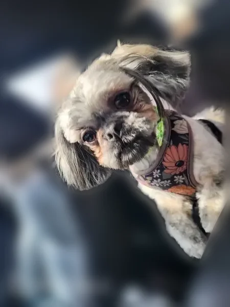 Lost dog, University City Boulevard, 1304, Johnstown - female shih tzu, microchipped - photo