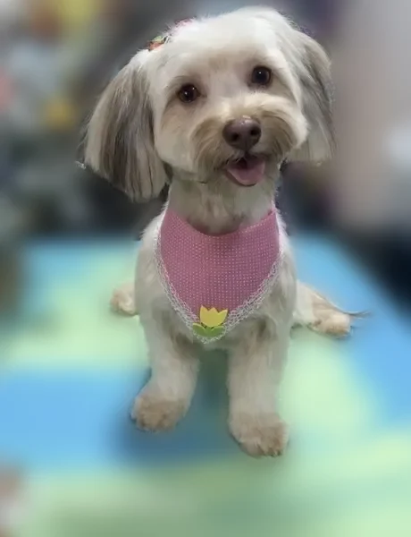 Lost dog, Nassau Street, 238, Westbury - female yorkiepoo, light brown, no collar - photo