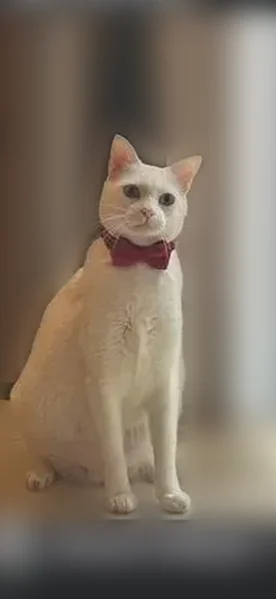 Lost cat, Victoria Drive, 3933, West Palm Beach - male, white with a red collar - photo