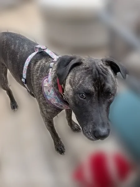 Lost dog, female, East County Road 200 North, 7609, Avon - black/brindle coat, red chain collar - photo