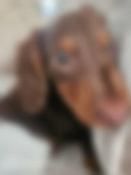 Lost dog, Ferry Road, Somerset, Winchester - timid 4-month-old mini weiner dog - photo