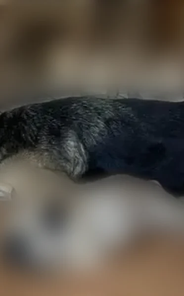 Lost dog, Studley Avenue, 64, Providence - male, needs medication - photo