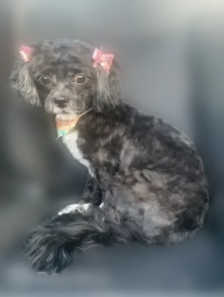 Lost dog, Mac Arthur Boulevard, 21594, Warren - female - photo