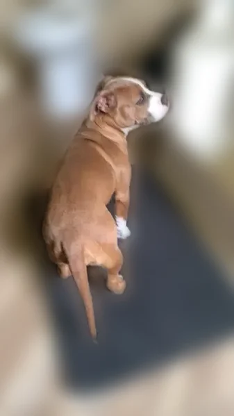 Lost dog, US Highway 98, 7999, McComb - female bully - photo