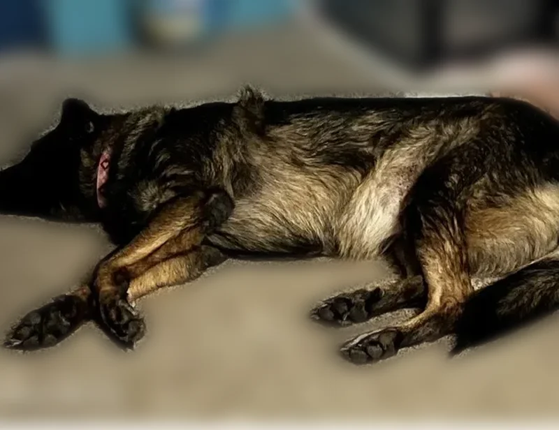 Lost dog, Indiana 64, 9880, Birdseye - female, friendly, folded-left ear - photo