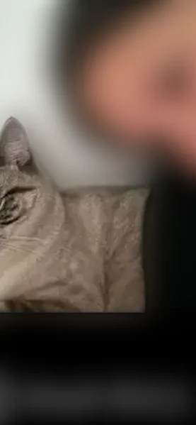 Lost cat, 49th Place Northeast, 8609, Marysville, Seattle - male, blue collar with bell - photo