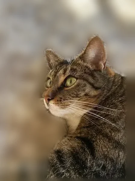 Chat perdu, Saint-Pair-sur-Mer — chatte tigrée, craintive - photo