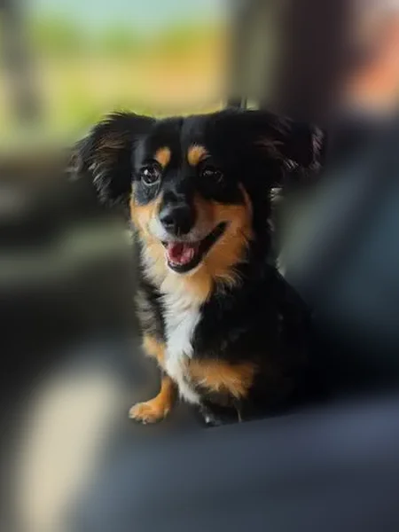 Lost dog, Country Club Drive, 1901, Mansfield — black and tan with a white chest - photo