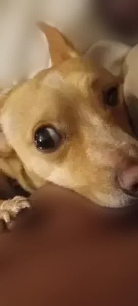 Lost dog, Dunning Street, 1999, Irving - male Chihuahua - photo