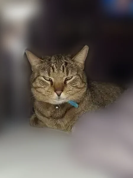 Lost cat, Virginia Street, 504, Unicoi - male, fixed - photo