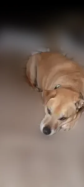 Lost dog, Control Road FR 64, Geronimo Estates - male, yellow lab mix, metal choke collar - photo