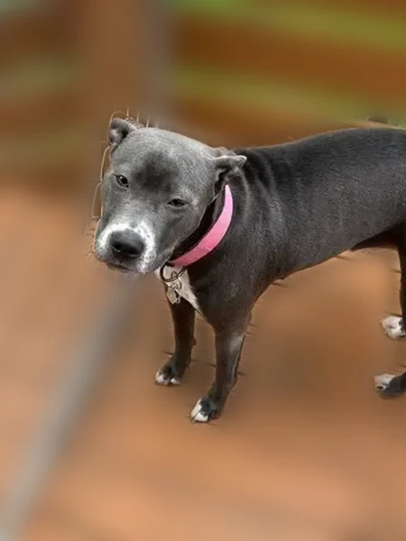 Lost dog, East 113th Terrace, 7071, Kansas City - female pitbull - photo