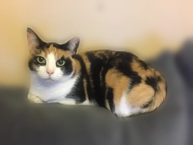 Lost cat, Gibson Drive Overlook Drive, 103, Hurricane - female, small calico, 16 years old - photo
