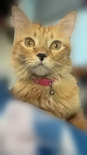 Lost cat, South 300 East, 1922, La Porte - female, orange front paws, pink and white checkered collar - photo