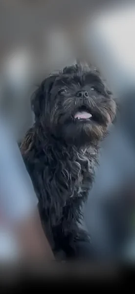 Lost dog, male, Hitchrock Drive, 3903, Killeen, Killeen - black and white Shih Tzu - photo