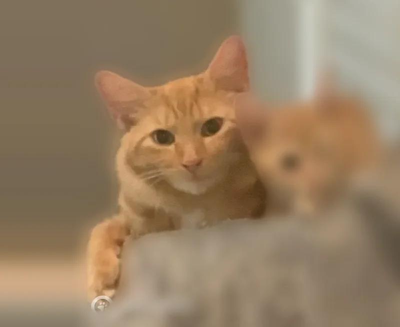 Lost cat, Lotafun Avenue, Winter Park, Atlanta - female, chipped orange tabby - photo