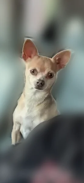 Lost dog, Herborn Avenue, 13, Brick Township, Ramtown - female chihuahua, very skittish - photo