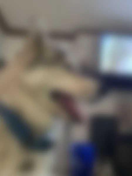 Lost dog, Cynthia Lane, 119, Summerville - male Husky with blue eyes - photo