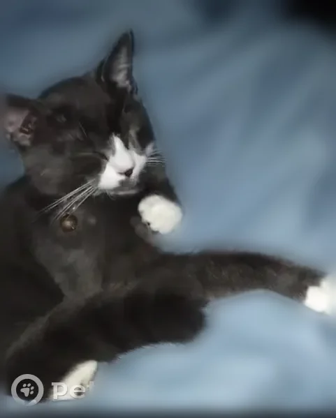 Lost cat, Sand Lake Pointe Loop, 7554, Pine Castle - female, 1 year old - photo