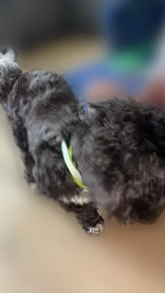 Lost dog, North Laramie Avenue, 1656, Chicago - female, black with a white stomach, green collar - photo