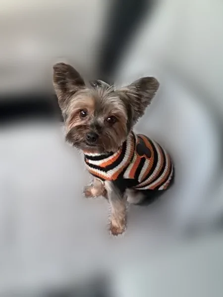 Lost dog, female, Sadigo Street Southeast, 1643, Palm Bay - very friendly - photo