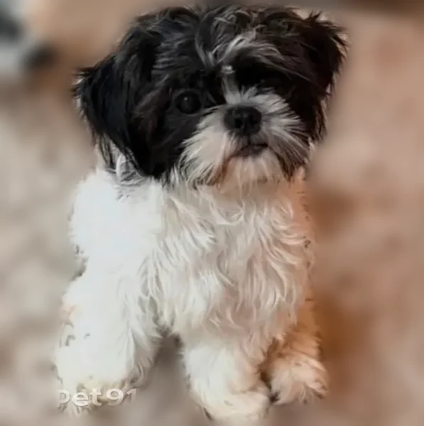 Lost dog, Sonnyann Place, 3160, Xenia - female Shih Tzu, pink harness - photo