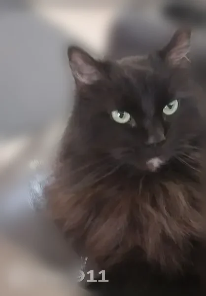 Lost cat, Lawrence Woods Boulevard, Lawrence, Indianapolis - female, indoor cat - photo